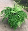 10" Fern Maidenhair Fragrens HB 